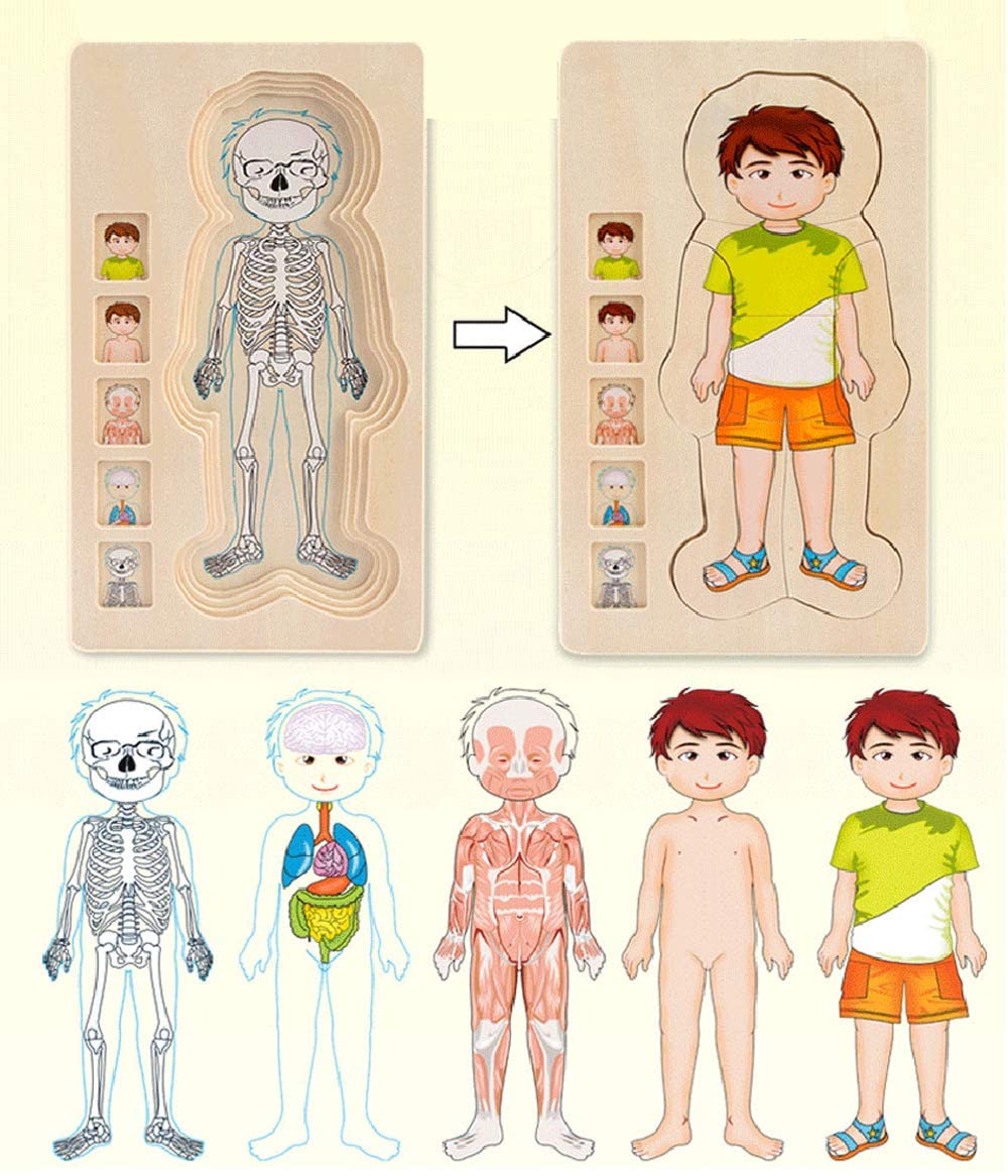 Wooden Human Body Puzzle Anatomy Play Skeleton Toy 5 Layers Body Struc –  Hey Kidstoy